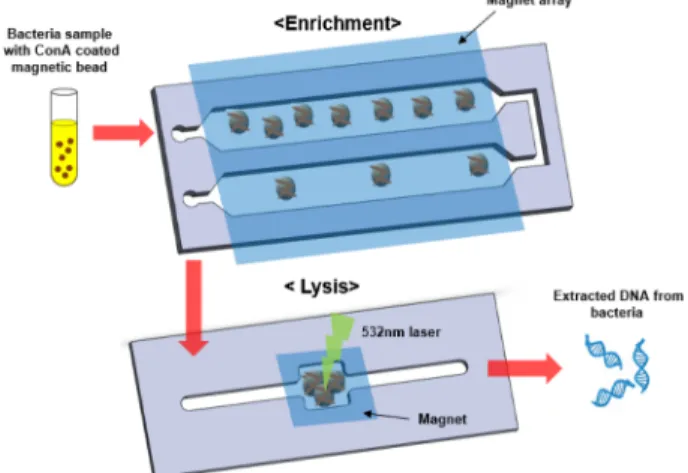 Fig. 1. Schematic illustrations of pretreatment of the bacteria. The microfluidic chip for enrichment contains 2 enrichment chambers and magnet arrays which cover top and bottom of the microchannels