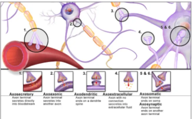 그림 1  ▶    Various types of neuron-synapse in biological systems [3].