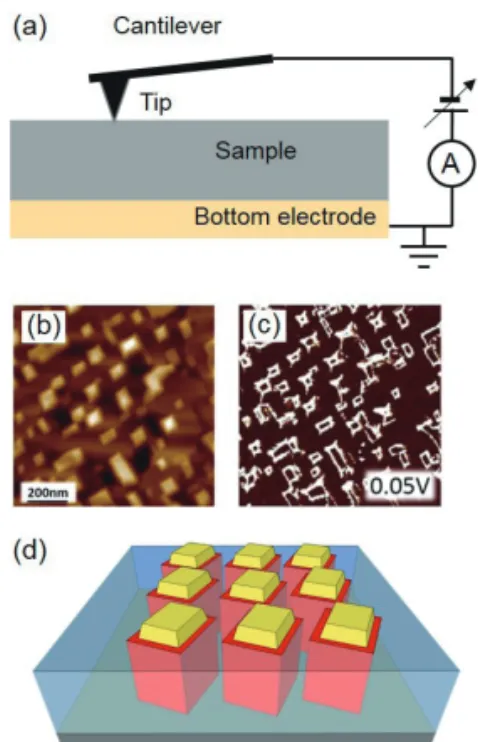 그림 2.  (a) 탐침과 하부 전극 (bottom electrode) 사이에 흐 르는  국소  전류를  측정하는  C-AFM  모식도.  (b  –  d)  C-AFM 측정 예시