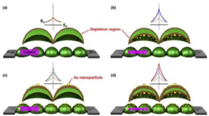Fig. 8. Schematic drawings of major current path between Pt elec- elec-trodes for (a) bare SnO 2  nanodomes, (b) inside, (c) outside and (d) both-side Au-decorated SnO 2  nanodomes