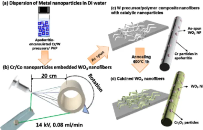 Fig. 1. Schematic illustration of synthetic process for the Cr 2 O 3  or Co 3 O 4  NPs loaded WO 3  nanofibers (Cr 2 O 3 -WO 3  and Co 3 O 4  -WO 3  NFs); preparation of (a) apoferritin encapsulated  cat-alysts, (b,c) as-spun NFs, (d) Cr 2 O 3 -WO 3  and C