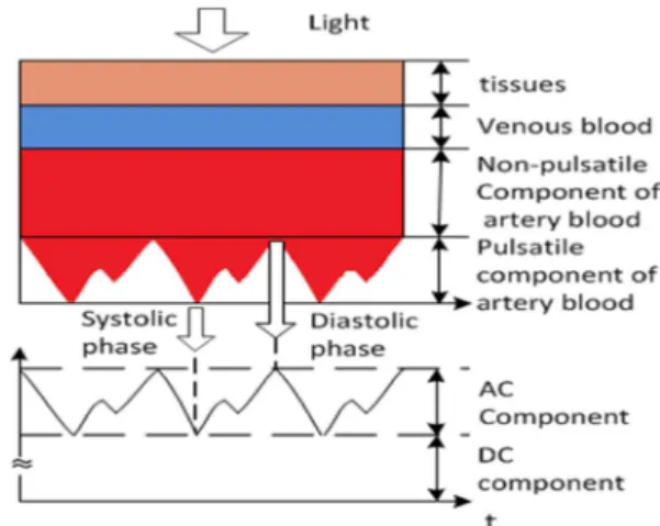 Fig. 2. The light absorbance of tissue components.