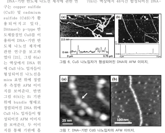 그림 6.  CuS 나노입자가 형성되어진 DNA의 AFM 이미지.