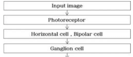 Fig.  1.Cells  of  retina 
