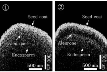 Fig. 4. OCT 2D Image comparison of normal and abnormal superior melon seed. ① Normal seed and ② Abnormal seed.
