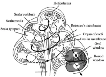 Fig. 1. Cross sectional view of human cochlea.