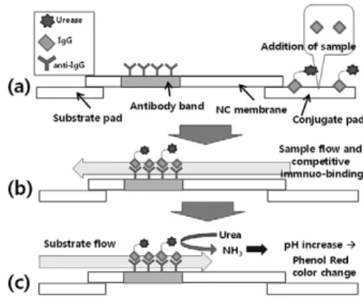 Fig. 3. Schematic diagram of a disposable enzyme-linked immunosensor strip platform, not in scale
