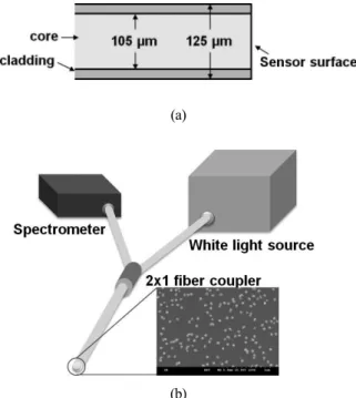 Fig. 1. Schematic view of (a) optical fiber and (b) optical  setup.