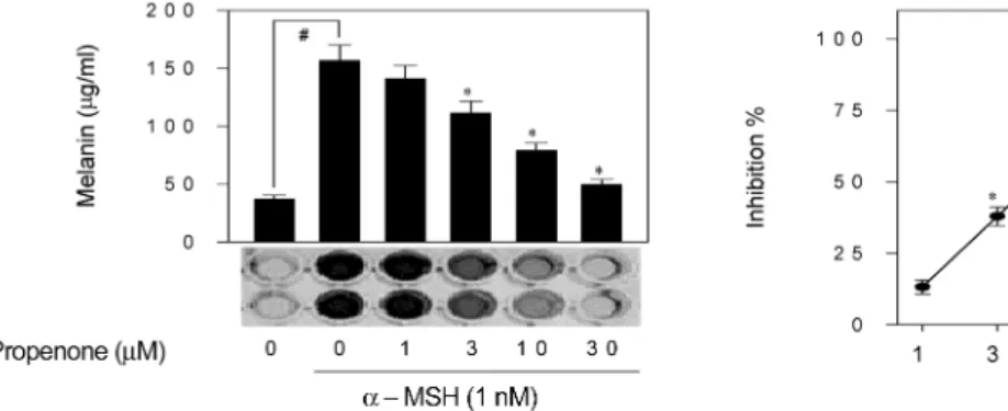 Fig. 2.  Inhibitory effect of propenone on  α -MSH-induced melanin production.
