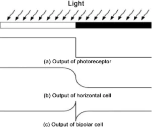 Fig. 3. Layout of the vision chip for edge detection.