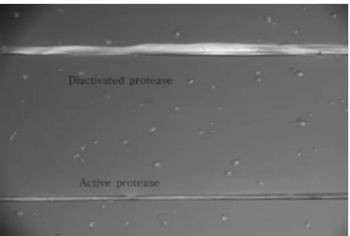 Fig. 2.  Microscopic photogram of raw silk.