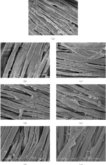 Fig. 3. SEM photographs of cotton fabrics treated with loess. (a)  Chitosan un-treated, (b) Wet pick up 80%, Dry condition 0% (c) Wet  pick up 80%, Dry condition 90%, (d) Wet pick up 100%, Dry condition  0% (e) Wet pick up 100%, Dry condition 90%, (f) Wet 