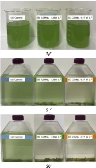 Fig. 2. Pictorial view of M. aeruginosa in cell culture flask  with  time.  (a)  before  experiment,  (b)  elapsed  time  3  days,  and  (c)  elapsed  time  19  days.