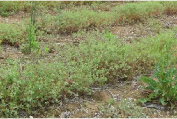 Fig. 1. Image of Geranium carolinianum population growing  in  crop  land.
