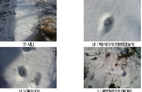 Fig. 4. Footprints on the snow found at the wildlife road-crossing structure at the Jingmaei-Pass, Incheon.