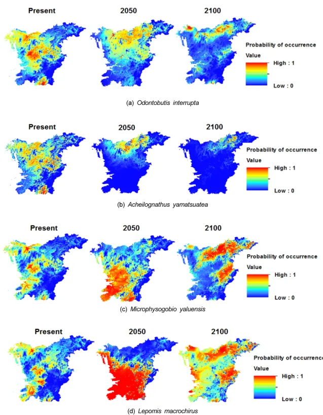 Fig. 1. Predicted probability of occurrence (0–1) for (a) Odontobutis interrupta, (b) Acheilognathus yamatsuatea, (c)  Microphysogobio yaluensis and (d) Lepomis macrochirus in the Geum river watershed using MaxEnt modeling with  RCP 8.5 scenario.