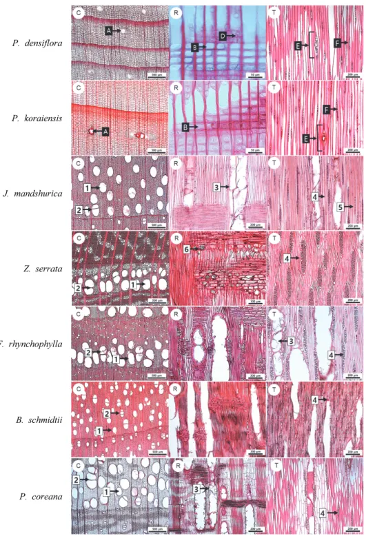 Fig.  1.  Three  dimensional  light  microscopic  images  (I).