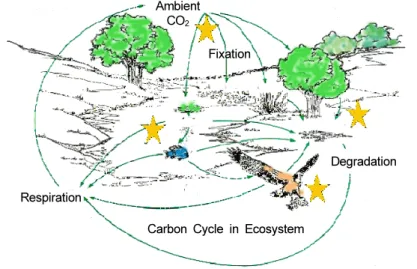 Fig. 1. Diagram for the ecosystem carbon cycle.