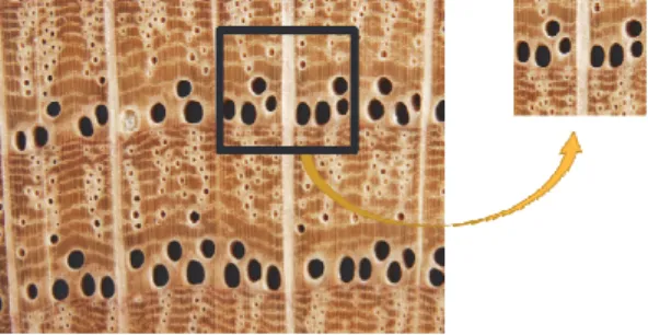 Fig.  1  depicts  the  more  specific  and  detailed  fea- fea-tures  provided  by  the  selected  area  sample