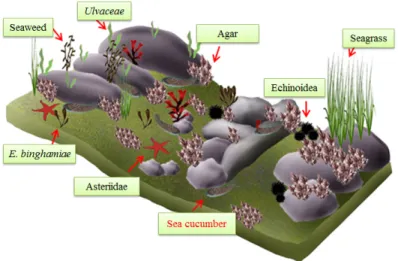 Fig. 12. Ecological model of sea cucumber habitat in Jindo. 저층에서 22.0~500.7  ㎍ L -1 정도로 표층에 비해 저 층이 약간 높았으며, 다른 조사지역에 비해 상대적으 로 낮았다 (Fig