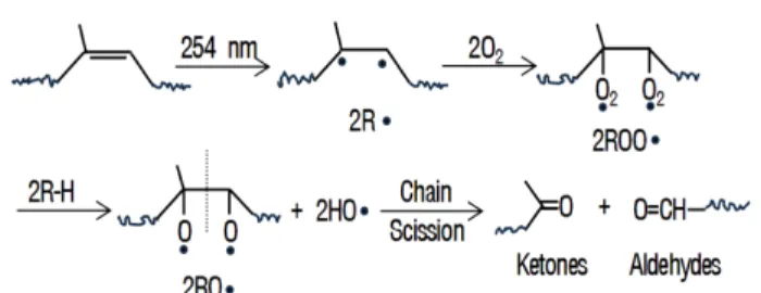 Figure 9. The other possible mechanism for the UV oxidation of NR by abstraction of a hydrogen in the allylic position during all exposure periods.