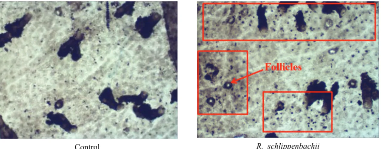 Fig. 7. Histologic examination of R. schlippenbachii ethanol extract treated C57BL/6J Ler-vit/vit mice skin