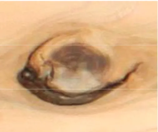 Fig. 6. Knot image failed to classify.