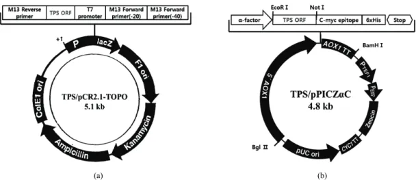 Fig. 2. (A) TPS/pCR2.1-TOPO vector for subcloning into the Pichia  expression vector, (B) TPS/pPICZαC cassette  for terpene synthase expression in Pichia pastoris.
