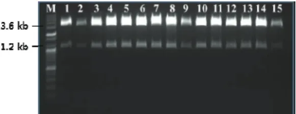 Fig. 3. Analysis of TPS/pPICZαC using EcoRI and NotI. Lane M: 100 bp Plus DNA Ladder (Bioneer).