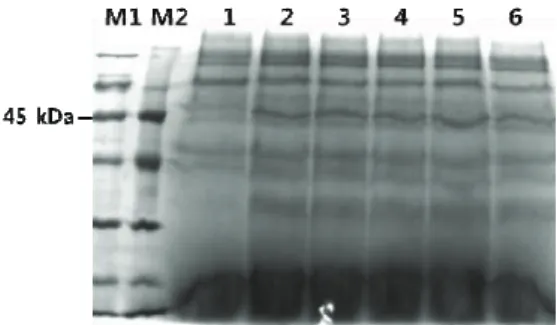 Fig. 6. SDS-PAGE analysis of the recombinant TPS in  Pichia pastoris. Lane M1: broad range protein  marker (Bioneer)