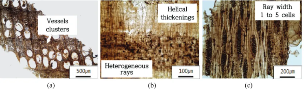 Fig. 3. Micrographs of Quercus  species (Prinus section).