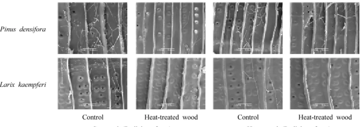 Fig. 2. shows SEM micrographs of control  wood and heat-treated wood (96 h) using the  catalyst of Korean red pine and Japanese larch