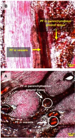 Fig. 2. Micrographs of S-OPT at (A) transverse sec- sec-tion and (B) radial secsec-tion: PF impregnated  paren-chymatous ground tissue and vessels of S-OPT (20× 