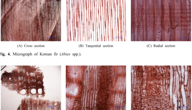 Fig. 4. Micrograph of Korean fir (Abies spp.). 
