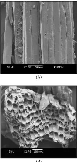 Figure 3. Scanning electron micrographs of longitudinal surface  (A) and cross‐section (B) of wood flour used in this work.