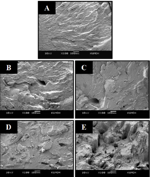 Figure 8. Fracture surfaces of (A) recycled PE and wood flour/recycled PE green composites with different wood flour loadings:  (B) 10 wt%, (C) 20 wt%, (D) 30 wt%, (E) 40 wt%