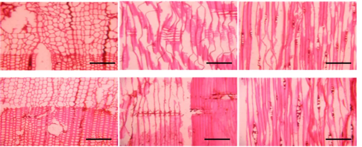 Fig. 3. Optical micrographs of 0.05% MCQ treated samples decayed by F. palustris; Unweathered samples  (above), weathered samples (below); Cross (left), radial (middle) and tangential sections (right)