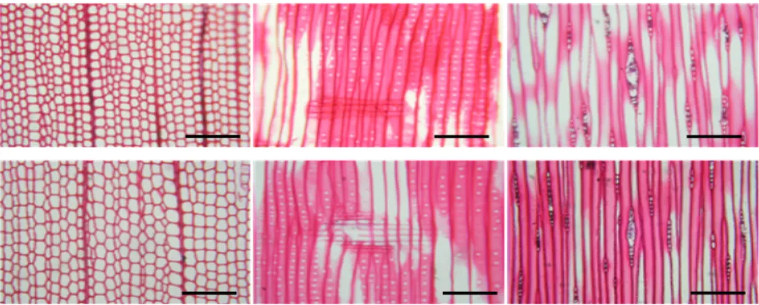 Fig. 5. Optical micrographs of 0.25% MCQ treated samples decayed by F. palustris; Unweathered samples (above), weathered samples (below); Cross (left), radial (middle) and tangential sections (right)
