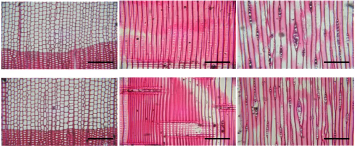 Fig. 8. Optical micrographs of 1.25% MCQ treated samples decayed by F. palustris; Unweathered samples  (above), weathered samples (below); Cross (left), radial (middle) and tangential sections (right)