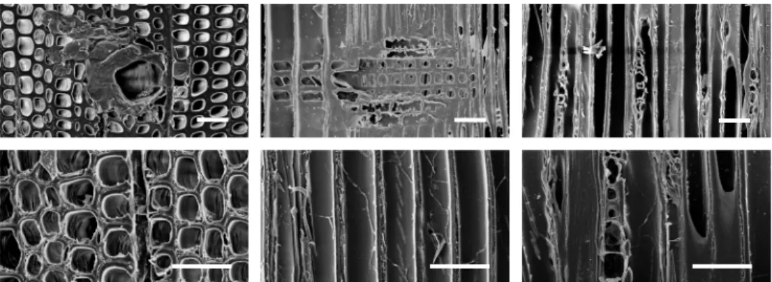 Fig. 11. SEM images of 0.25% MCQ treated samples decayed by F. palustris; Unweathered samples (above),  weathered samples (below); cross section (left), radial section (middle) and tangential section (right)
