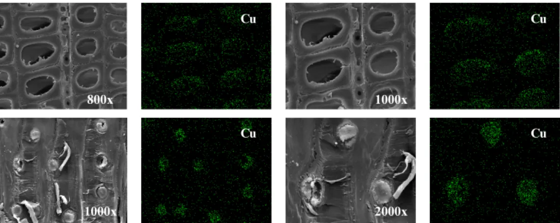 Fig. 15. Existence of active ingredient of MCQ in cell wall after weathering test (pressure-injected MCQ 7.12