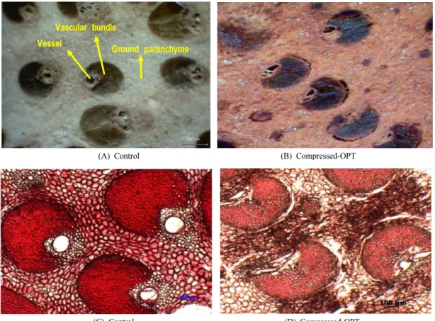 Fig. 3. Optical micrographs of OPT in cross section: (A) control, (B) compressed OPT at 30× magnification,  (C) control, (D) compressed OPT at 50× magnification.