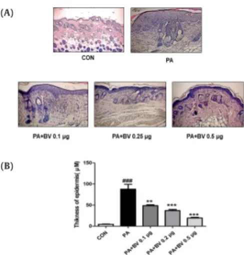 Fig. 8. Histopathological analysis of the dorsal area of the skin. Histopathological  analysis of dorsal tissue and inhibition of NF-κB DNA binding activity following  topical application of BV and/or PA