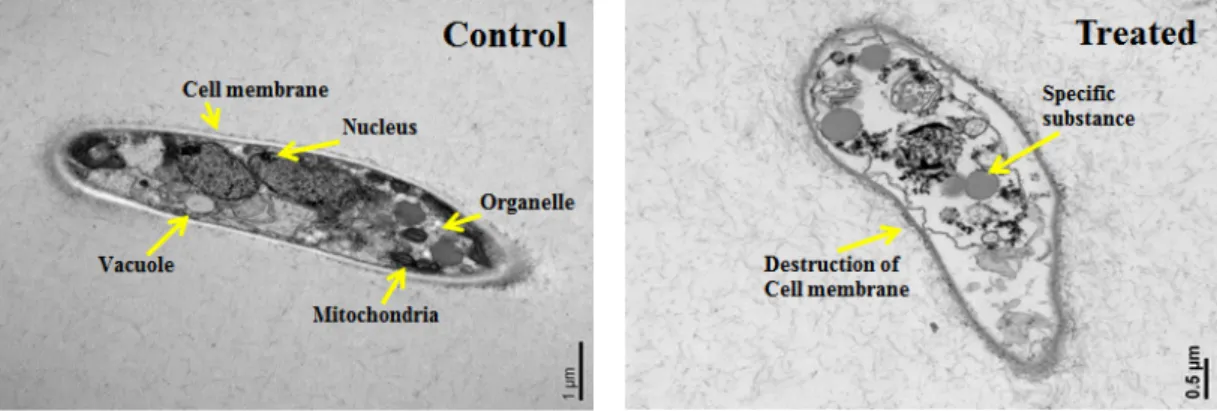 Fig. 6. Observation of changes in morphology treated with fraction G4 of Abies holophylla essential oil by  TEM.