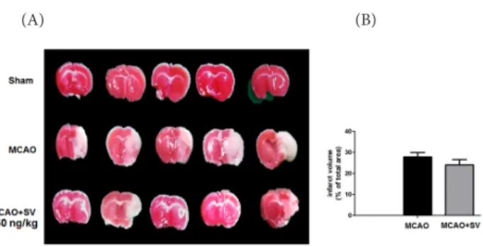 Fig. 1. Effect of SV on the cerebral infarction induced by MCAO.