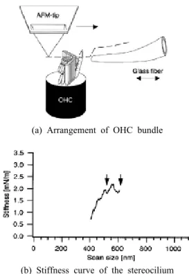 Figure 5. Mechanism of stiffness measurement of OHC bundle  and their stiffness. 16