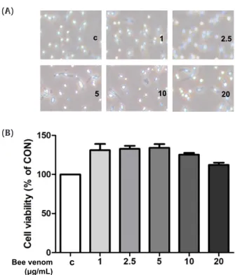 Fig. 1. Effects of BV on cell viability in macrophages. (A) Morphologic observation  with the treatment of BV in macrophages