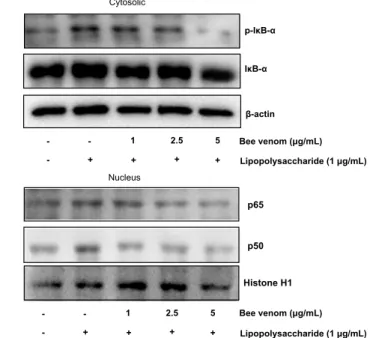 Fig. 3. Inhibitory effects of BV on LPS-activated, NF-κB DNA-binding activity in  macrophages
