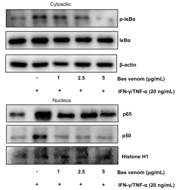 Fig. 10. Effects of co-administration of BV and a NF-κB inhibitor on NF-κB  luciferase activity of keratinocytes