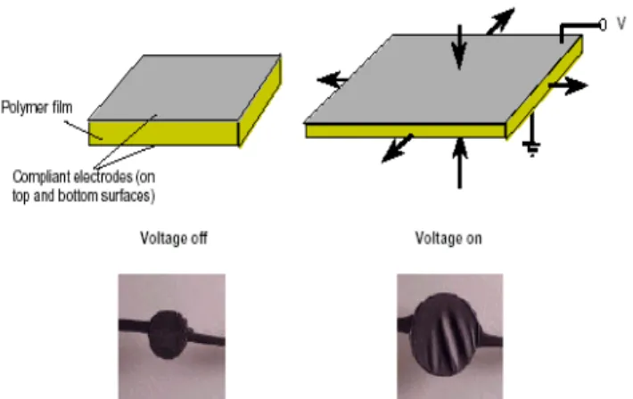 Figure 14. Examples of deformation of electroactive elastomer  under applied voltage.